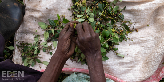 Eden Reforestation Projects Image of Hands with Seeds